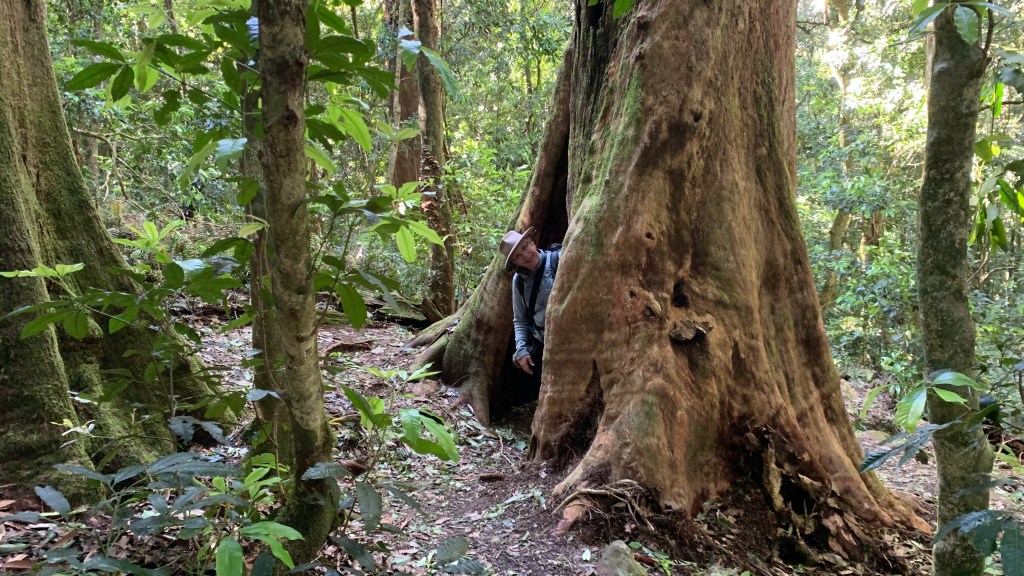 A person standing inside the hollow trunk of a large tree in a dense forest, surrounded by lush greenery.