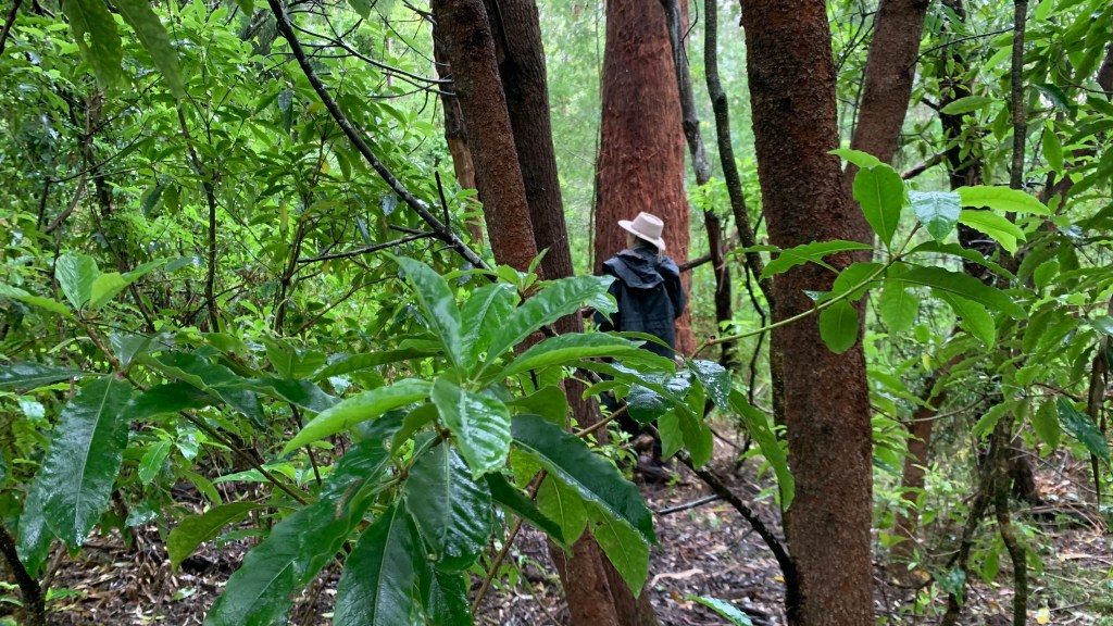 Person in a hat standing among tall trees in a lush green forest, partially obscured by leaves.