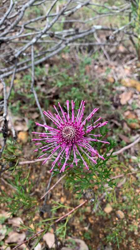 Close-up of a vibrant pink flower with long, slender petals, surrounded by green foliage and dry twigs in the background.