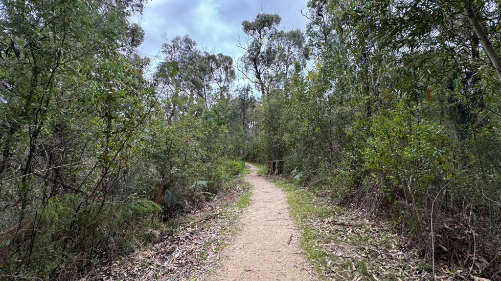 A winding dirt path through a dense forest with tall trees and greenery on either side.
